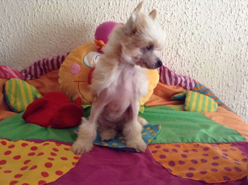 Taï Mandchou's Jandiala Dippin