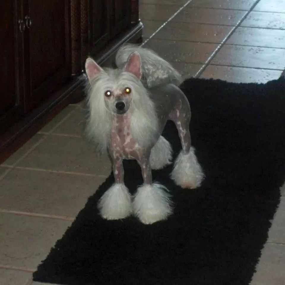 Zokasan Polar Express