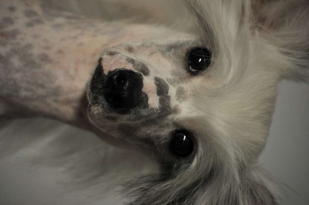 Speechless Ten Points