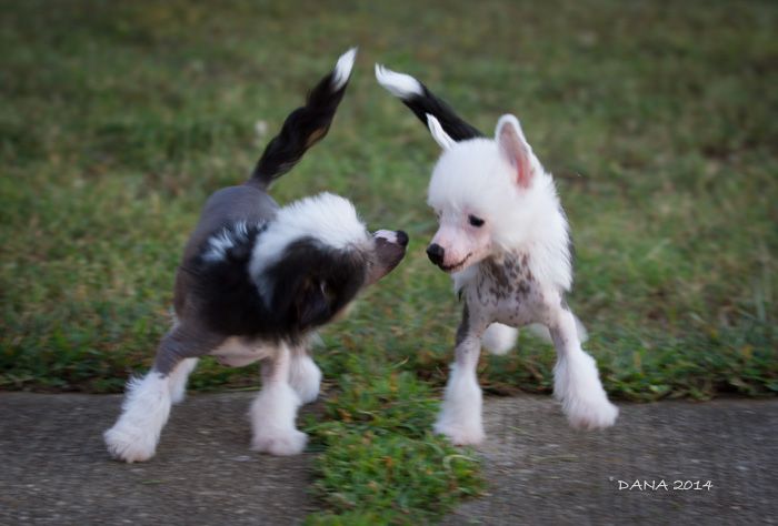 OhSo All About That Bass