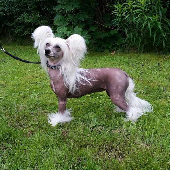 Satana Blandus Meyhaw