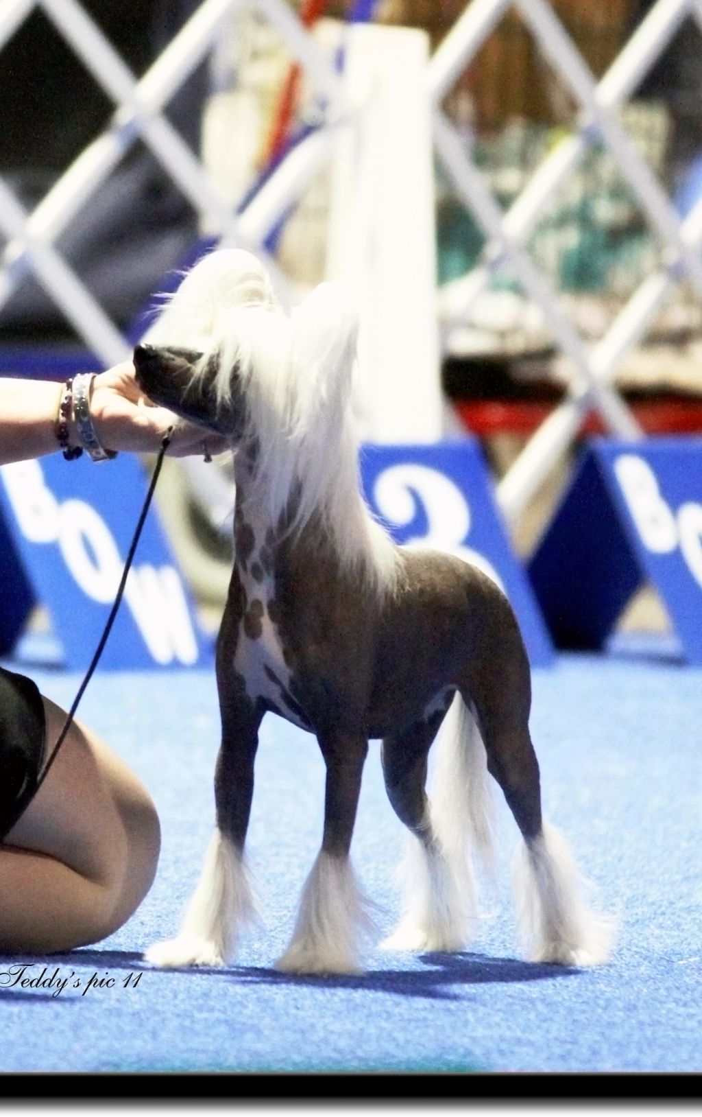 GCh. Crest-Vue's Bare'n It All