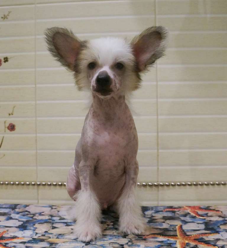 Kredo Festa Rock N Roll