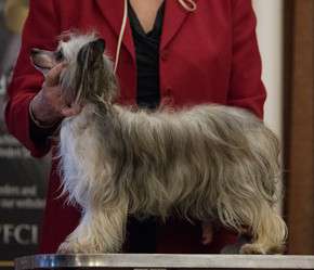 Little Rehma's Cookie Cup
