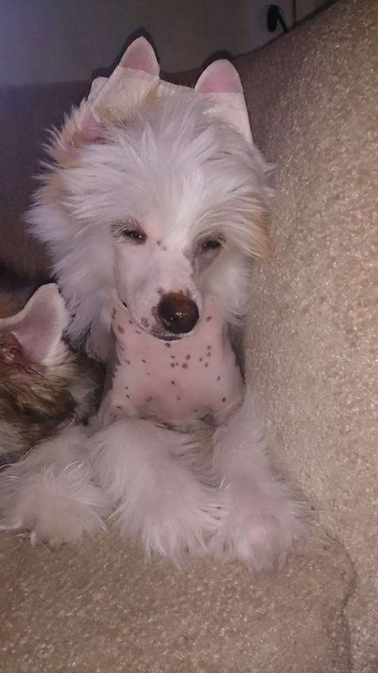 Kinu Arkliukas Alkazar Bringer Of Luck