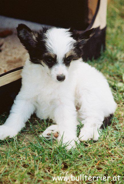 Laureola's Viva la Vita