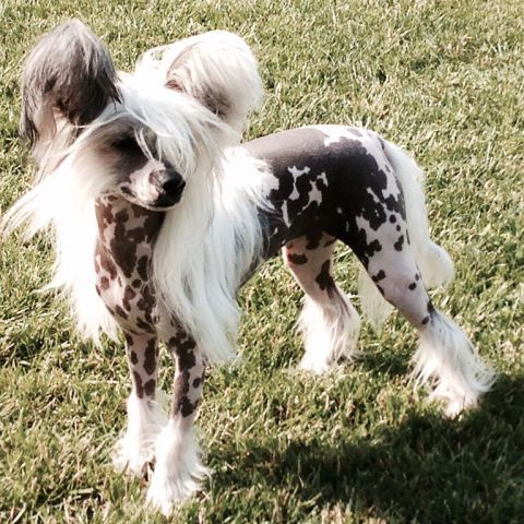 Hohlaty Glamour Zessika