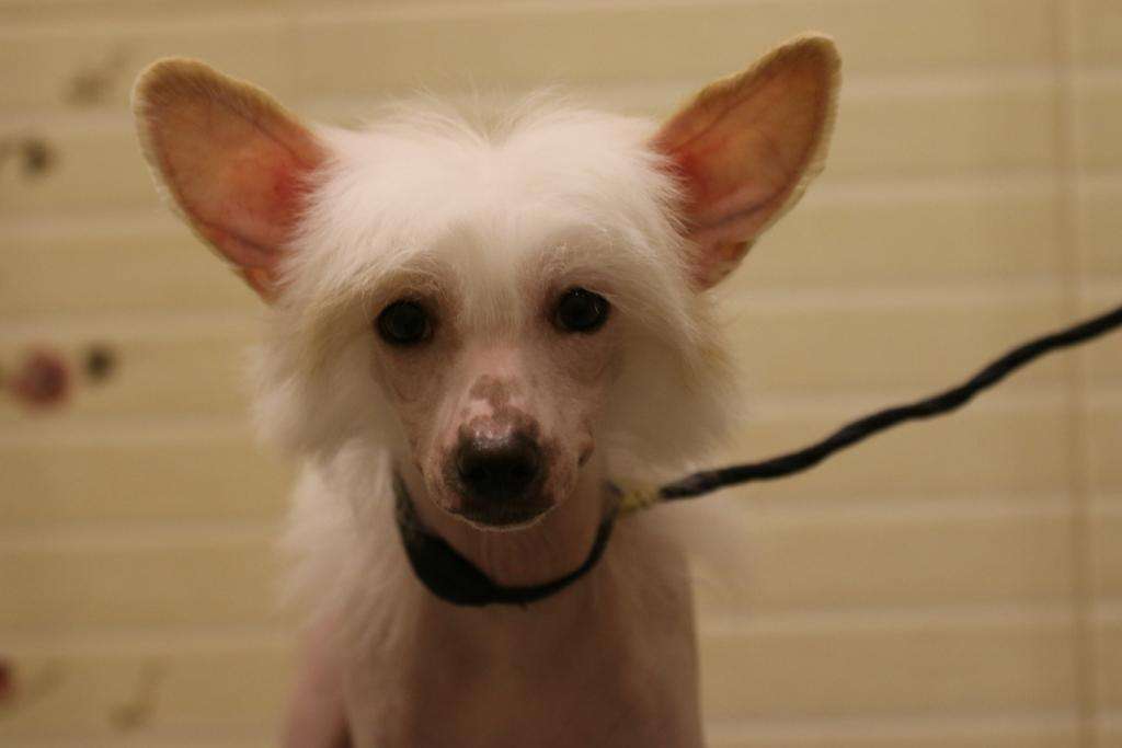 Kredo Festa Spring of My Soul