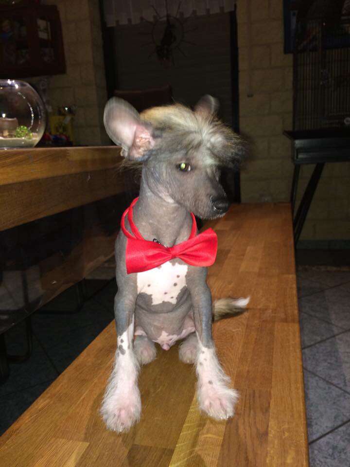 Genius King of Diamonds