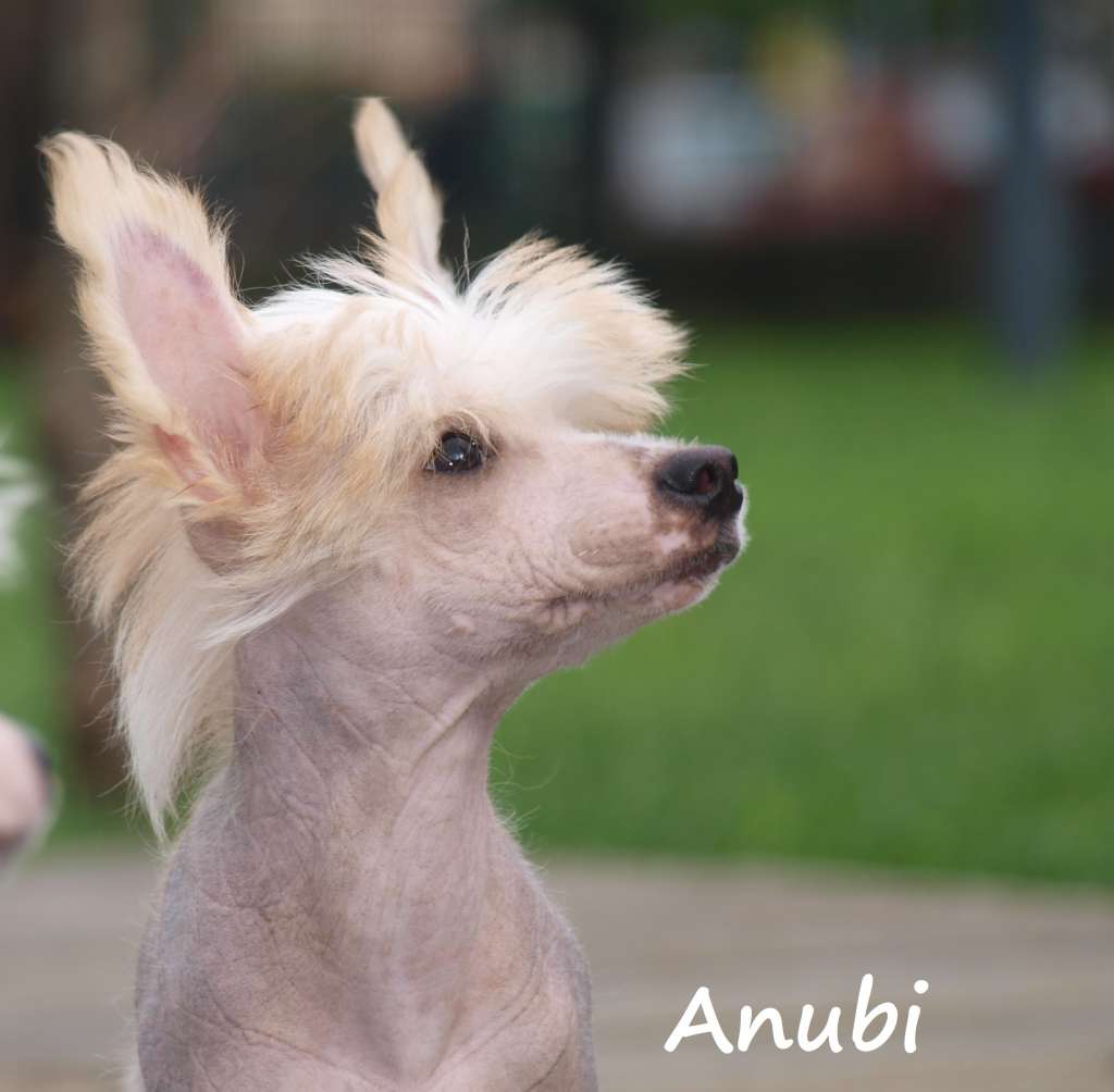 Anubi