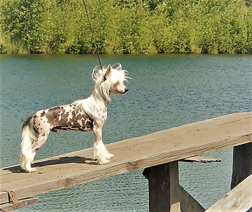 Angel O' Check Beethoven