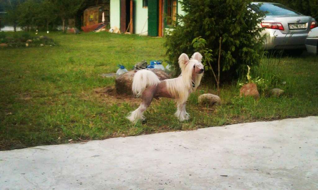 Fantasy Vita Brilliant Baron