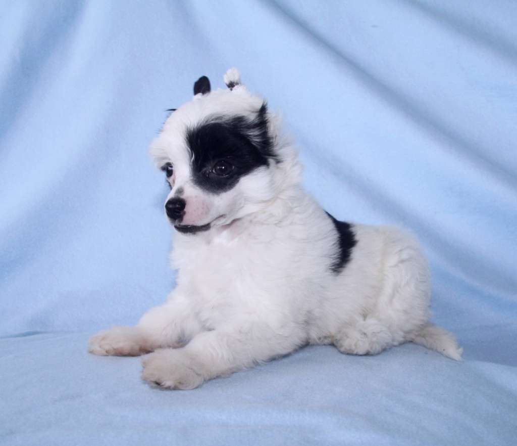 Be My Dog's Nippa Whiskey