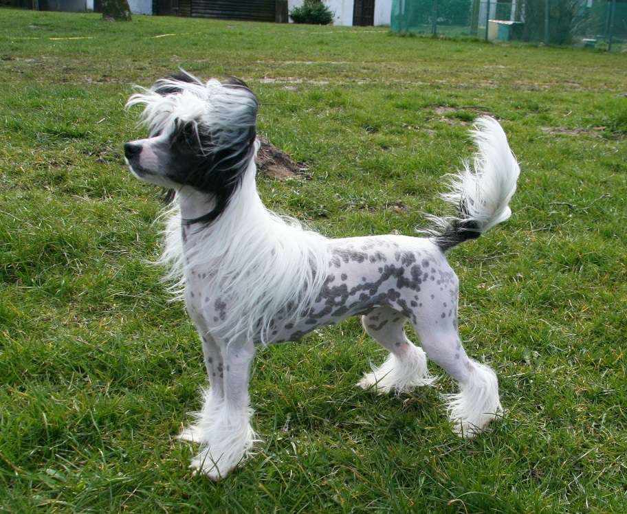 Be My Dog's Nonchaland Nymph