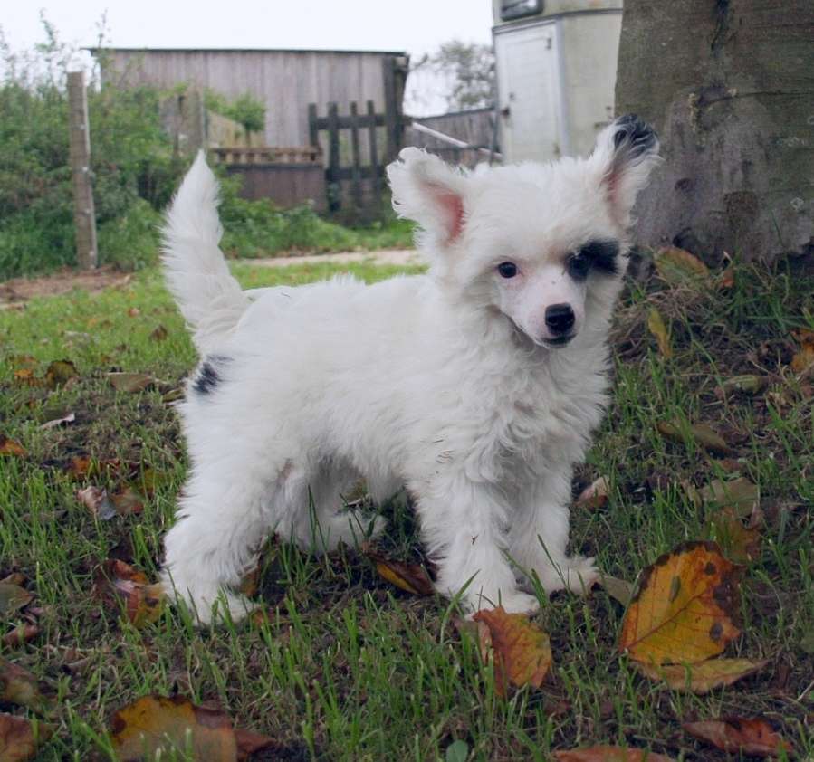 Be My Dog's Nighttime Necromancer