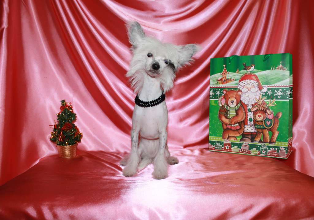 Iskorka v shampanskom