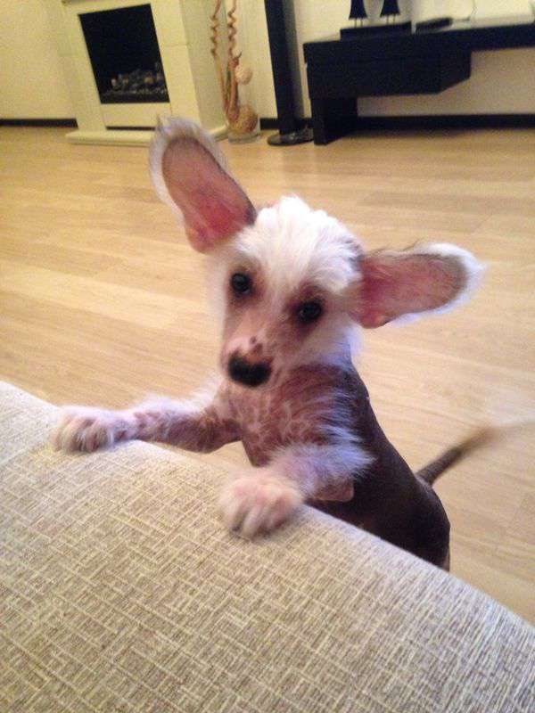 Aleksen Vito Karleone