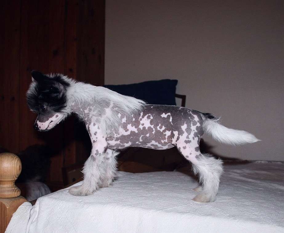 Suis Because I Said So