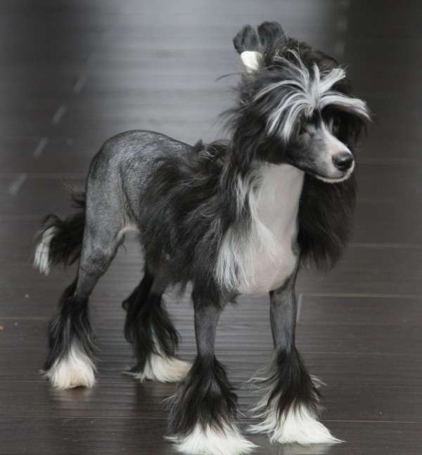 Fantastik Kashmir G..