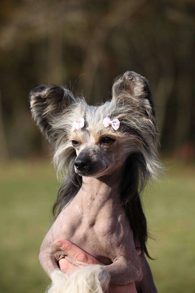 Woodoo from Goldhunter Angel's