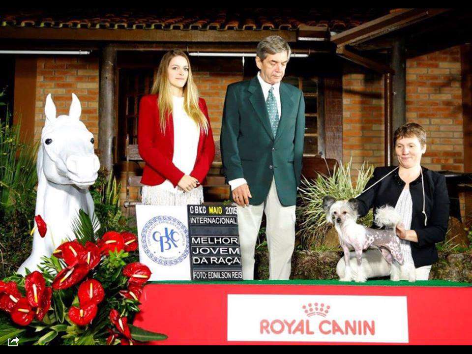 Golden Diamond Cresteds Serena