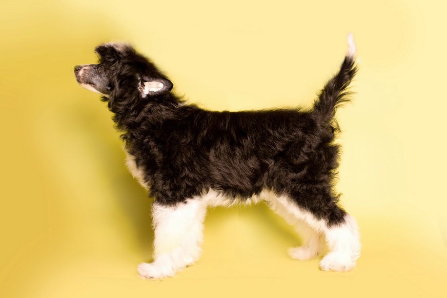 Amalina'S Novaya Volna