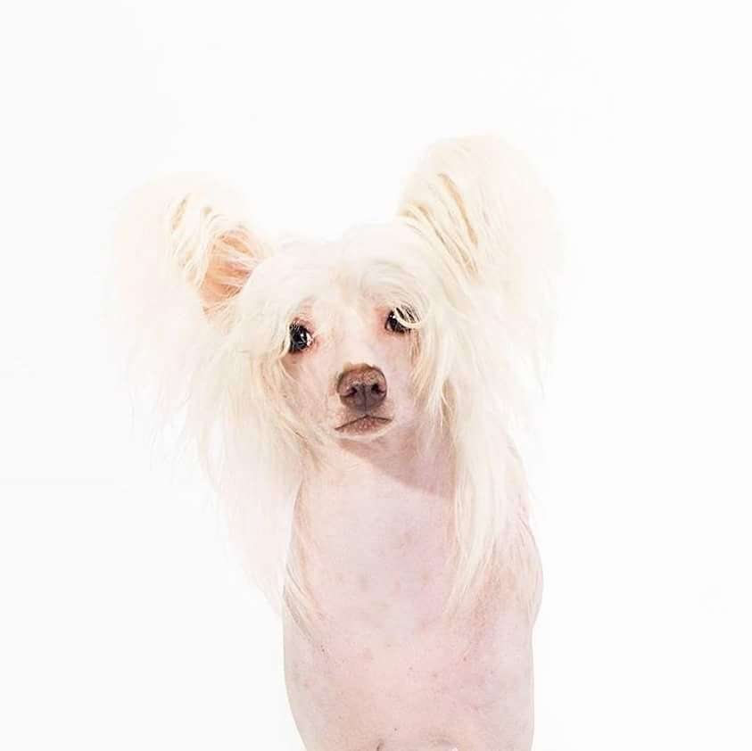 Traumtänz Nearly A Snowstorm