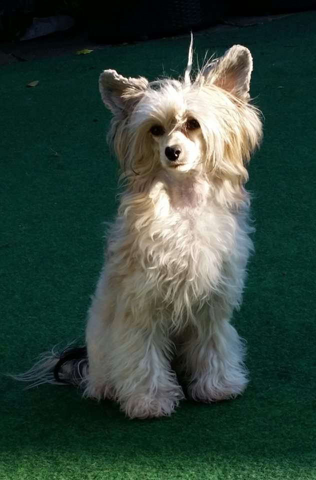 Magic of Success Berenice