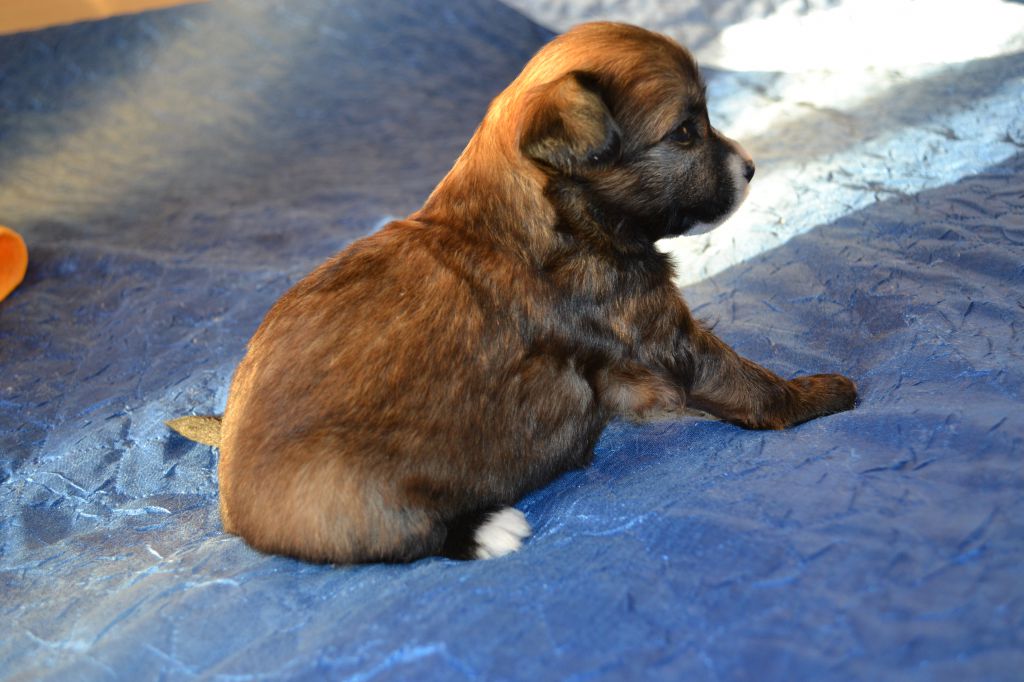 Zlato Dinastii Bugatti Veyron