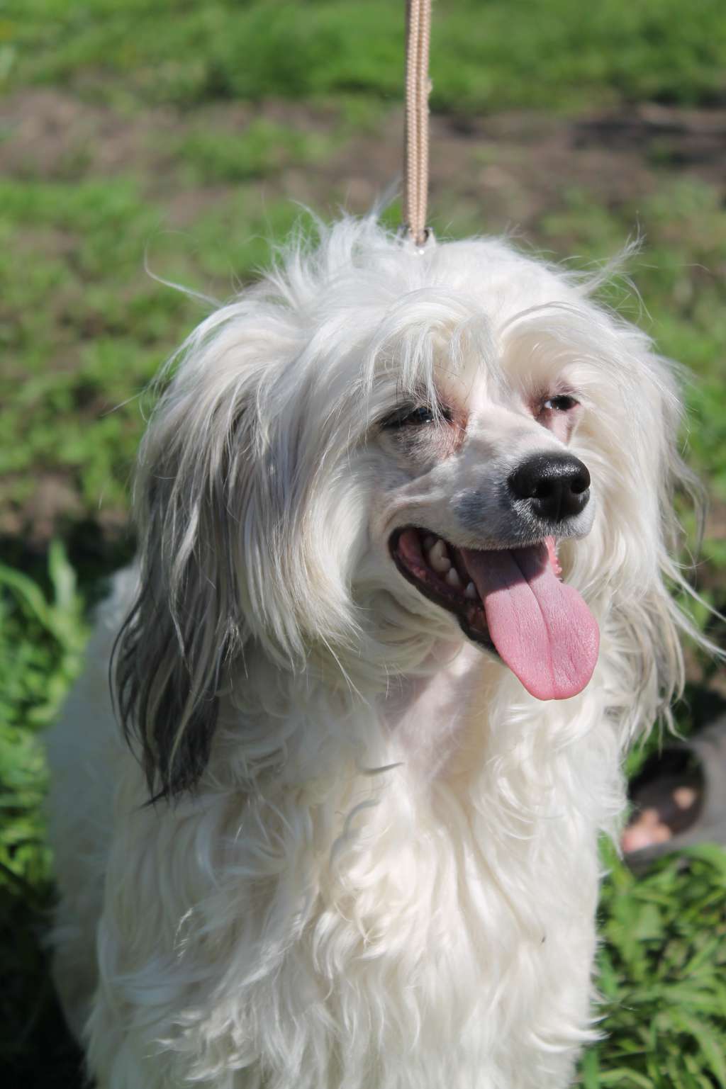 Zlato Dinastii Bavaria