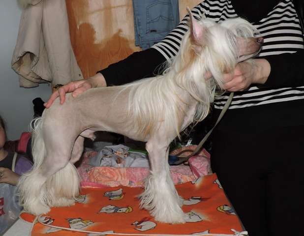 Kitayskiy Potseluy Meyson