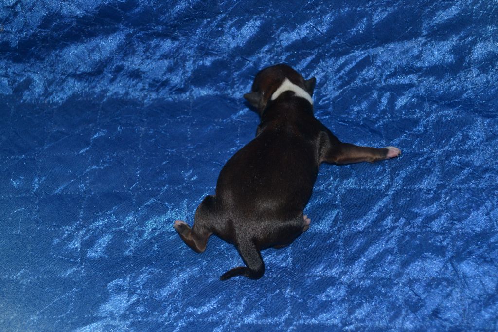 Zlato Dinastii Benjamin Julian