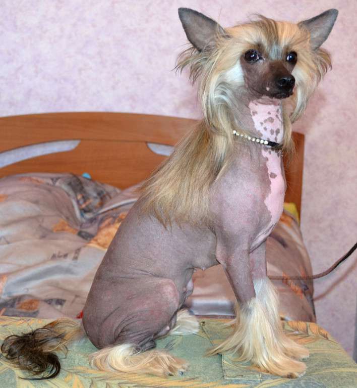 Zlato Dinastii Botilda