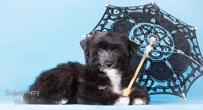 Dogland Happy Nirvana