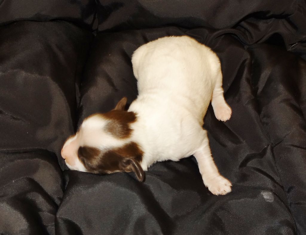 Millenium Pride Arno Dorian.