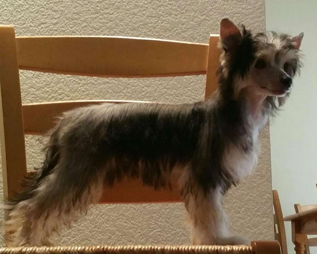 Koridawn N Zhen Keeper Of The Flame