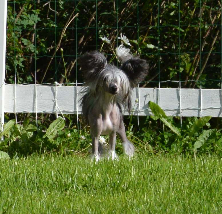 Kaitlin Geishas Dream