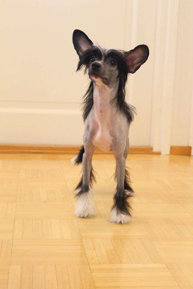 Kaitlin Gaya Kya Mil Gaya