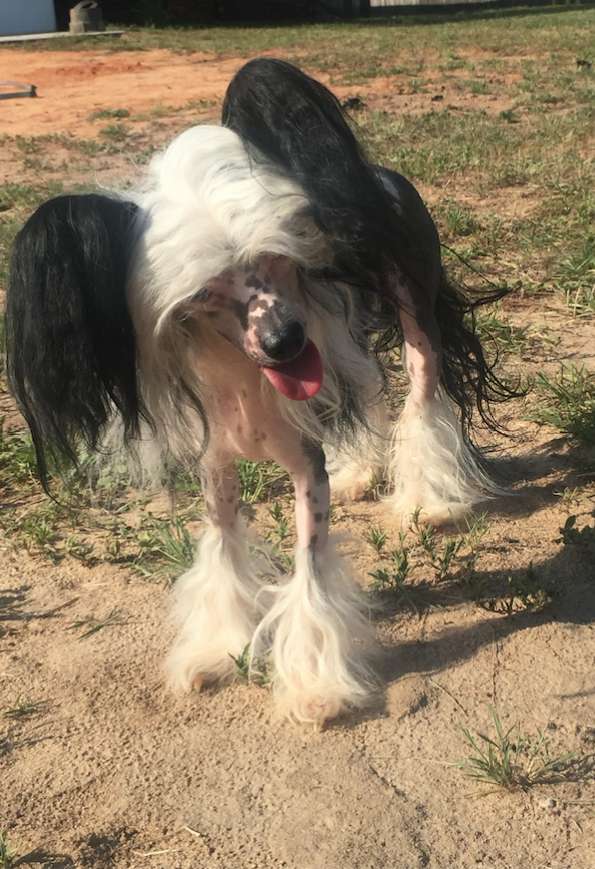 Legion Of Dream Queen