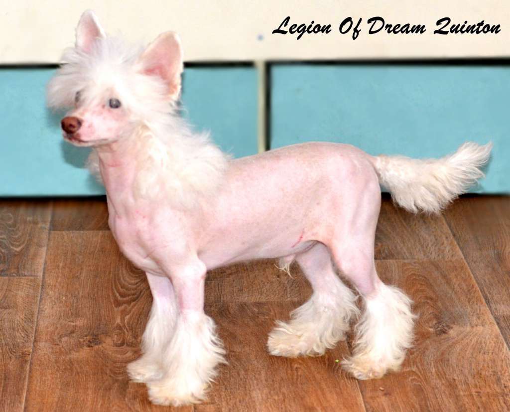 Legion Of Dream Quinton