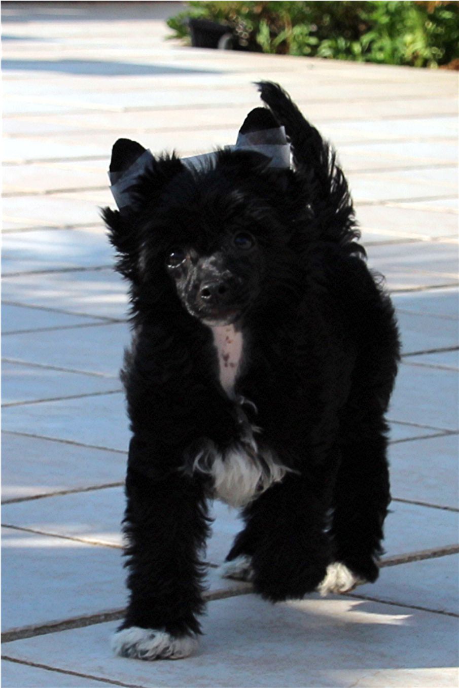 Taï Mandchou 's Joyita guapa