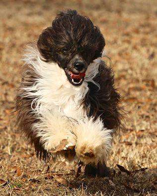 Silvercreeks Best Dressed Man is Golden