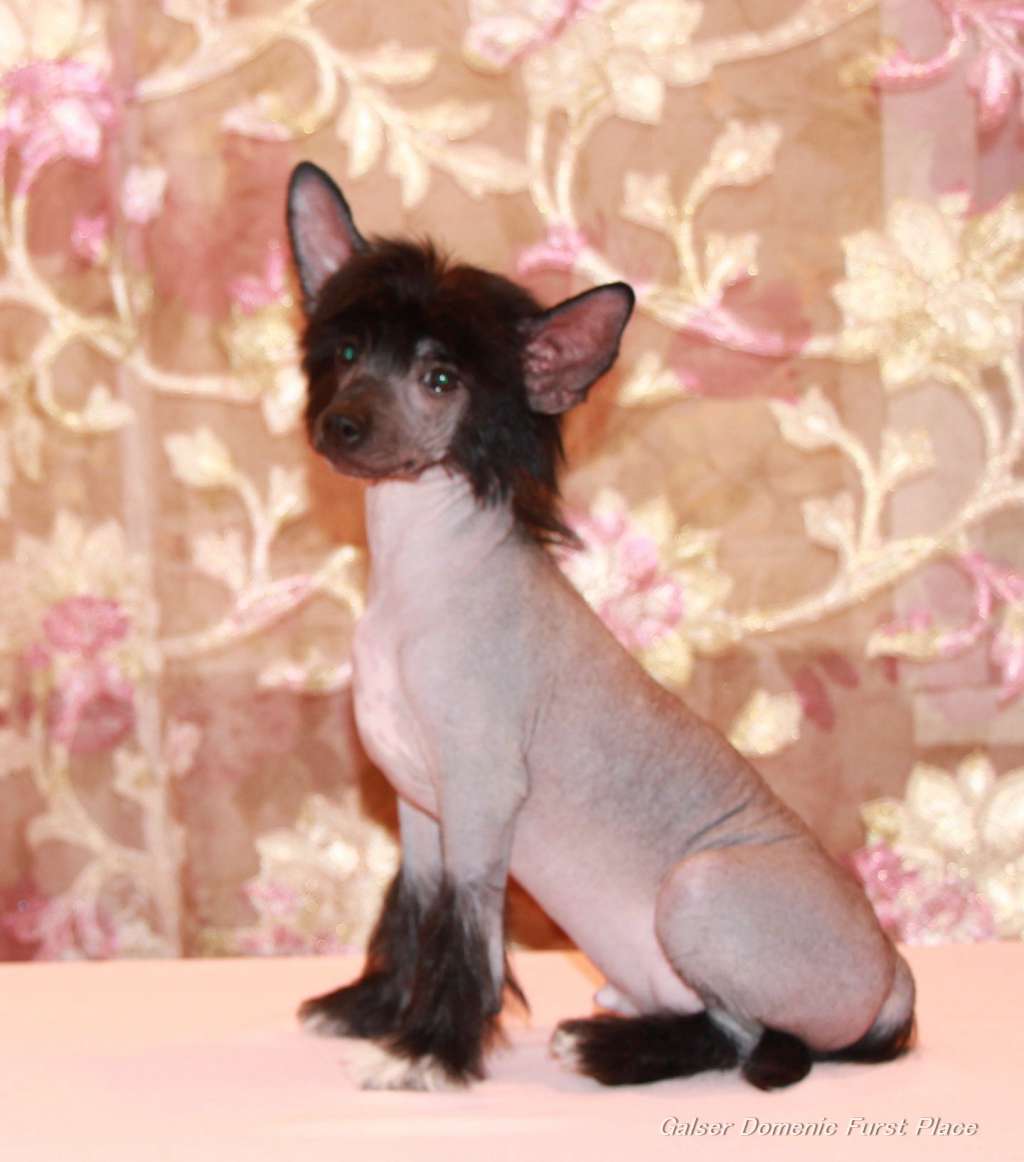 Galser  Domenic Favourite Destiny