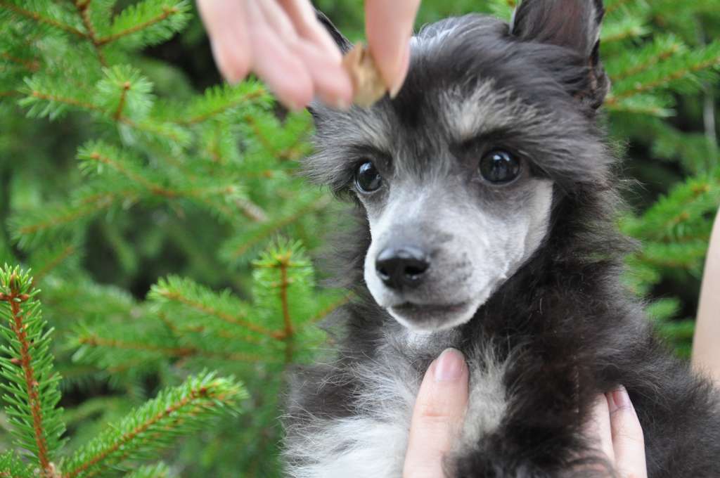 Sookie's Blossom Hill Skye