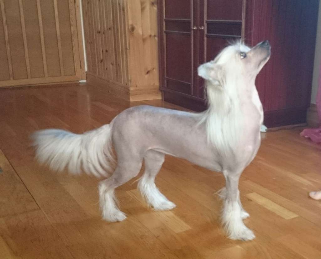 Uzume'z Fighting Spirit