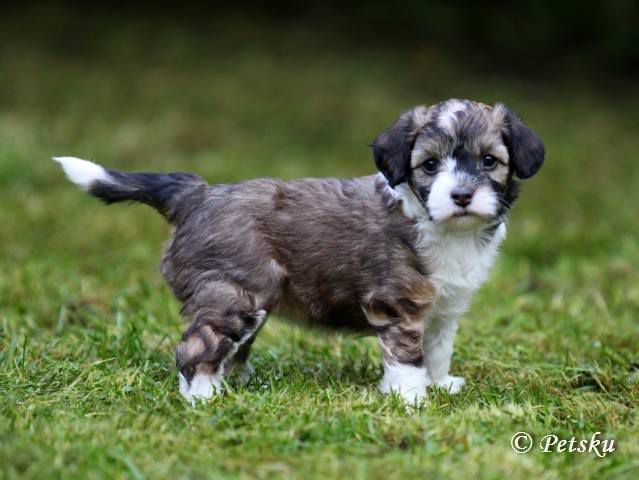 Zodellin Follow My Dream