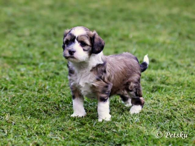 Zodellin Foolish Beat