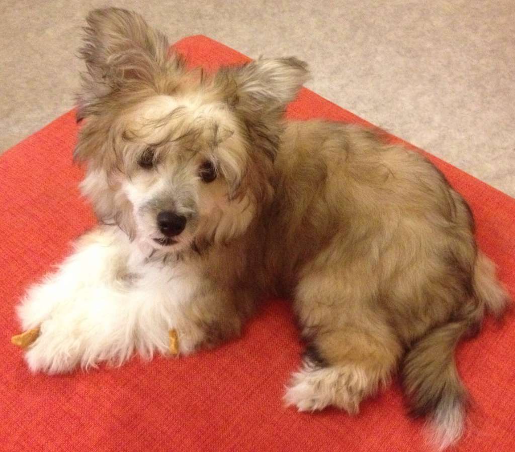 Oromuson If I Were An Opal