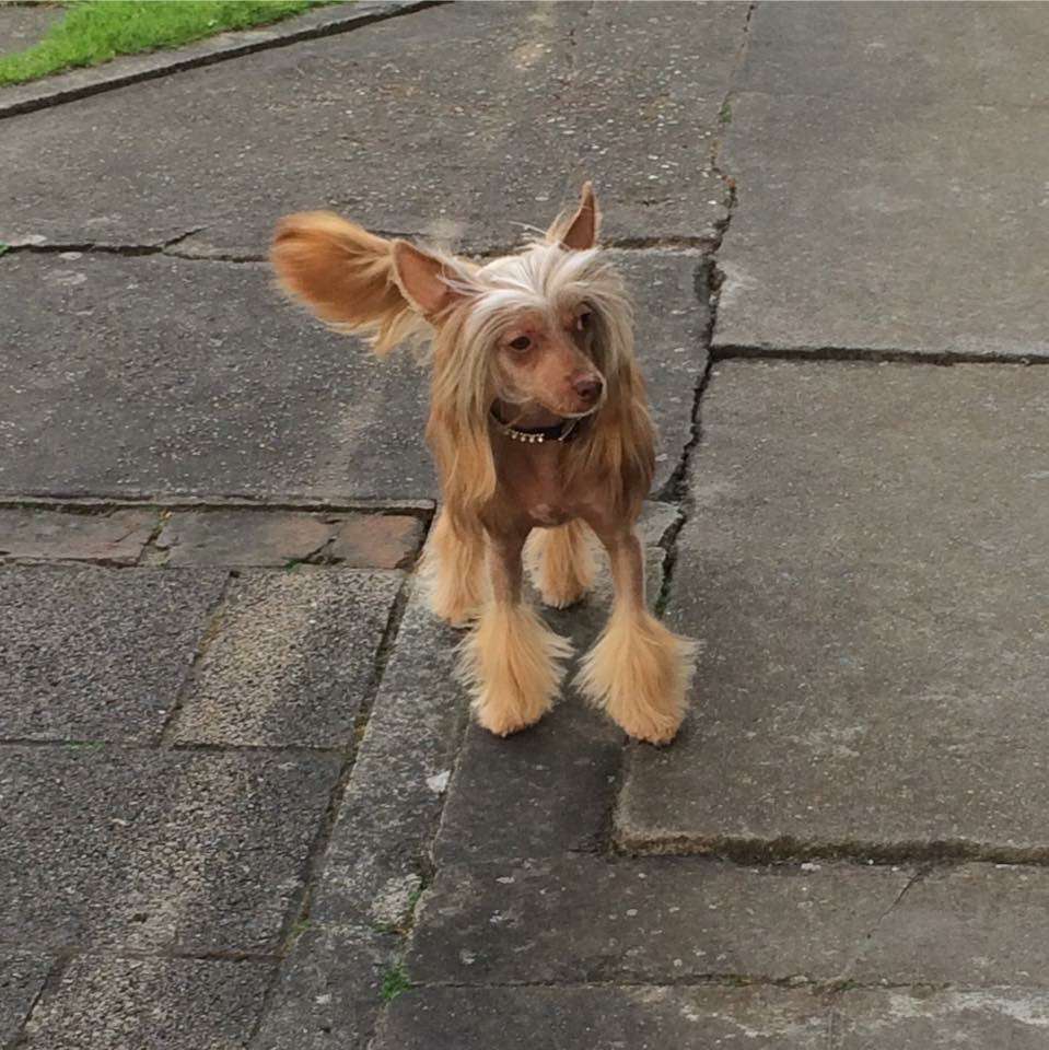 Star Show Bon Ami Atlika