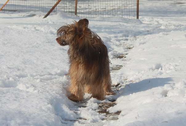 Star Show Bon Ami Allinir